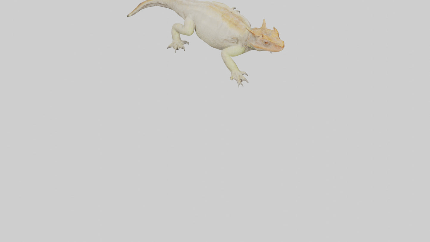 Horned Lizard basking model VR / AR / low-poly