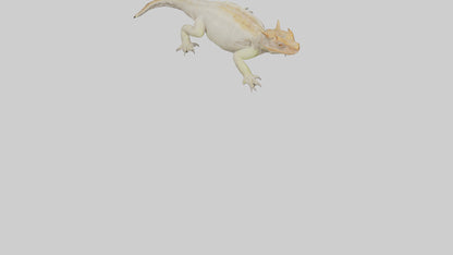 Horned Lizard basking model VR / AR / low-poly