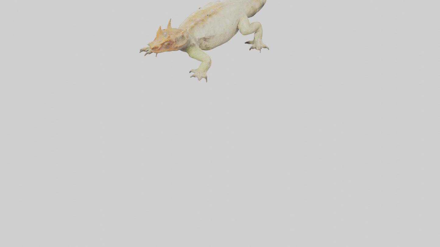 Horned Lizard basking model VR / AR / low-poly