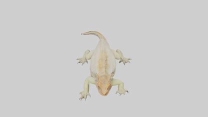 Horned Lizard basking model VR / AR / low-poly