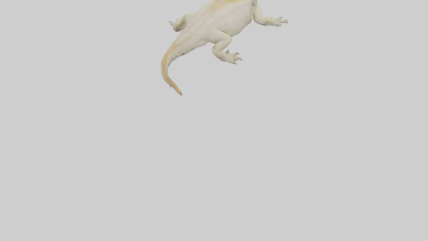Horned Lizard basking model VR / AR / low-poly
