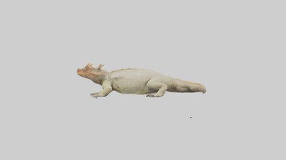 Horned Lizard basking model VR / AR / low-poly