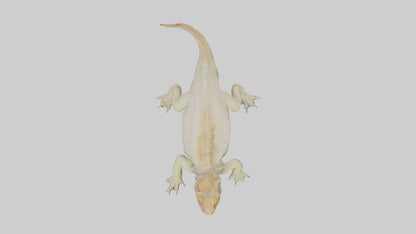 Horned Lizard basking model VR / AR / low-poly