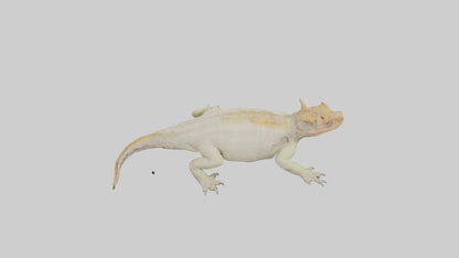 Horned Lizard basking model VR / AR / low-poly