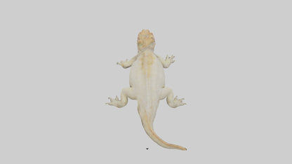 Horned Lizard basking model VR / AR / low-poly