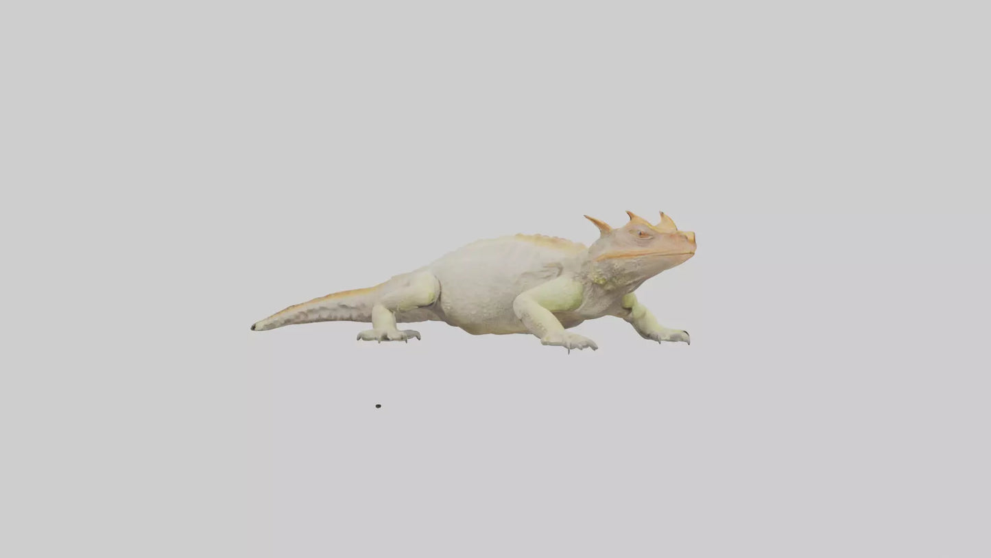 Horned Lizard basking model VR / AR / low-poly