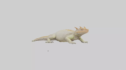 Horned Lizard basking model VR / AR / low-poly