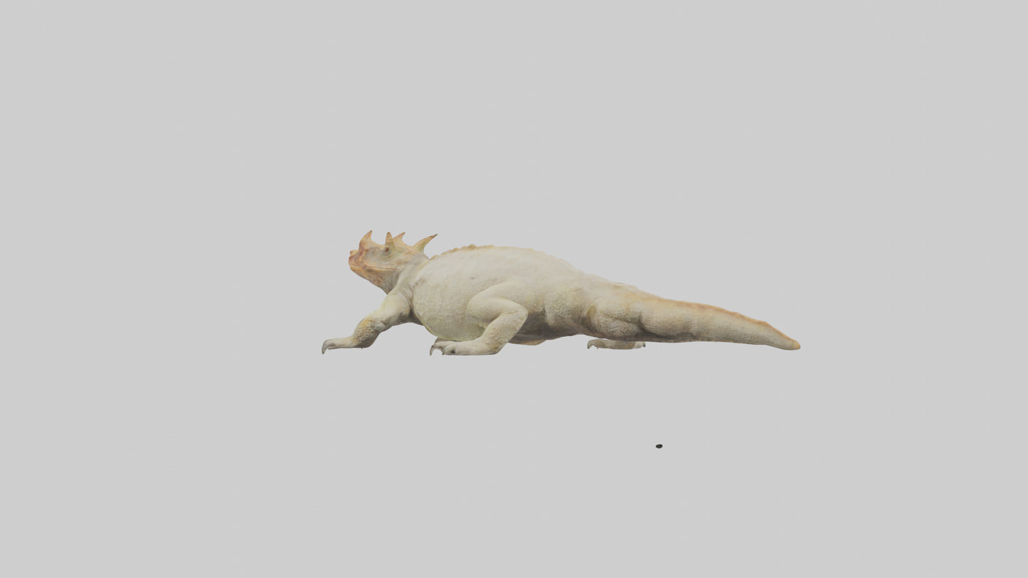 Horned Lizard basking model VR / AR / low-poly