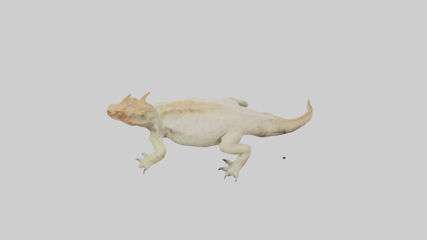 Horned Lizard basking model VR / AR / low-poly