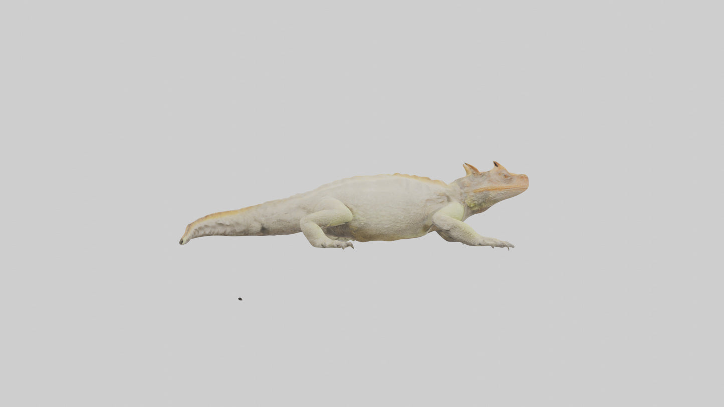 Horned Lizard basking model VR / AR / low-poly