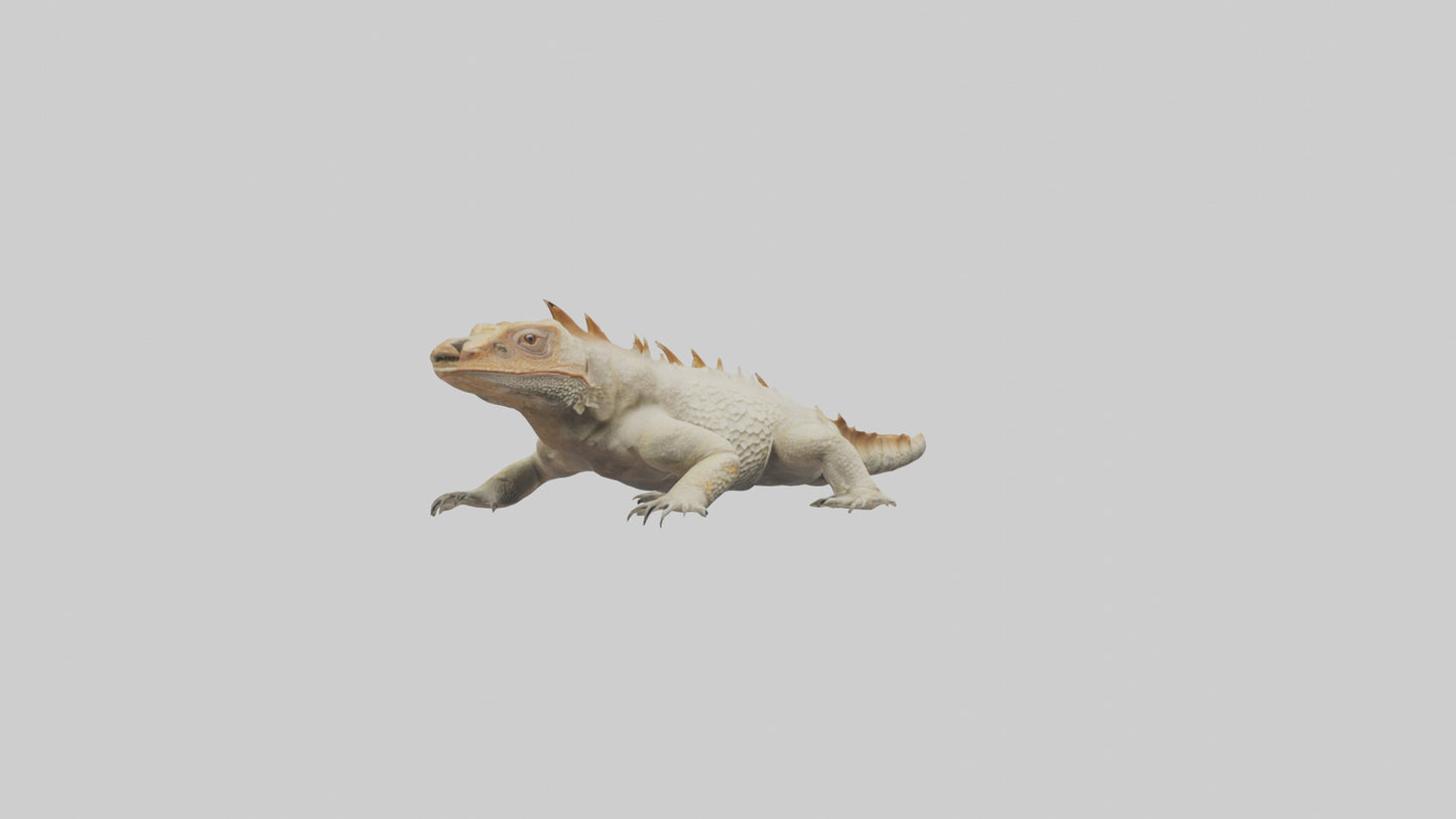 Horned Lizard resting model VR / AR / low-poly