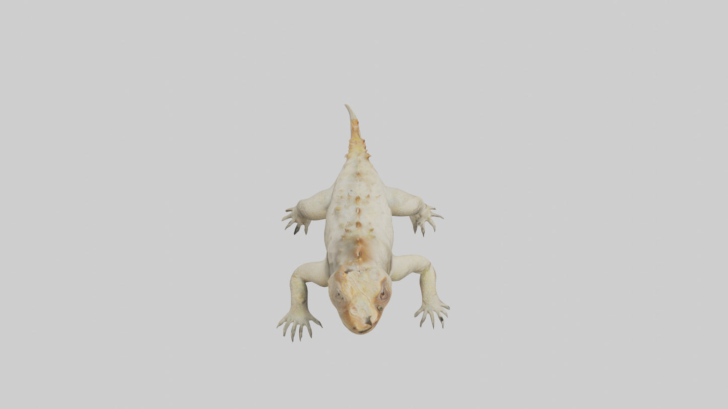 Horned Lizard resting model VR / AR / low-poly