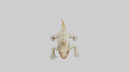 Horned Lizard resting model VR / AR / low-poly