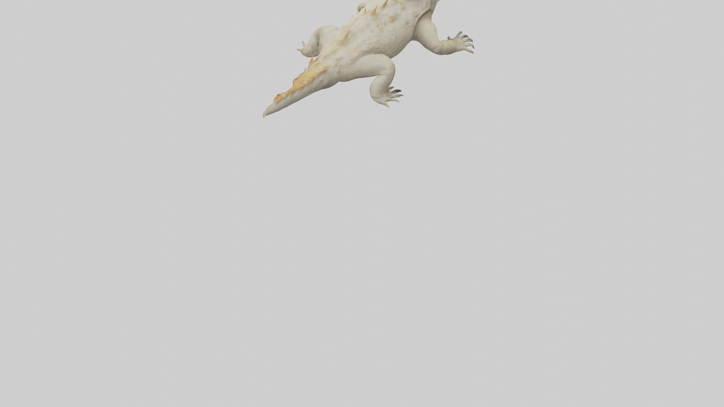 Horned Lizard resting model VR / AR / low-poly