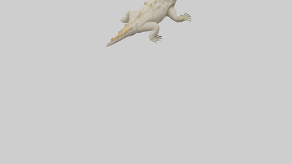 Horned Lizard resting model VR / AR / low-poly