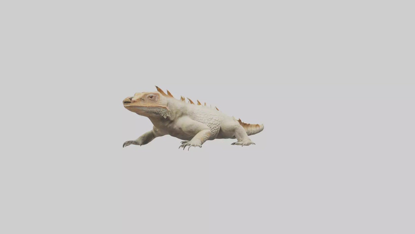Horned Lizard resting model VR / AR / low-poly