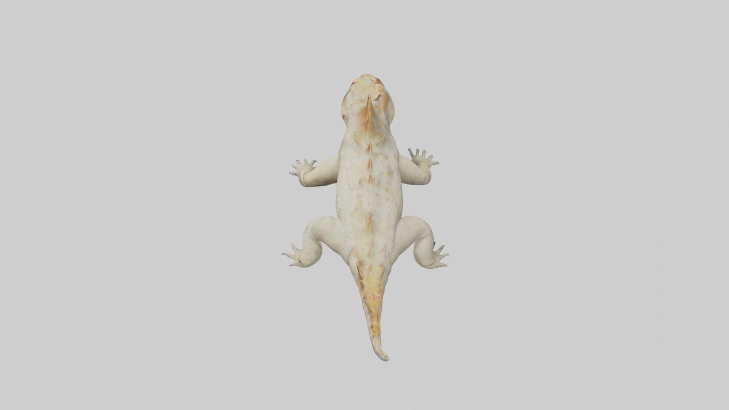 Horned Lizard resting model VR / AR / low-poly