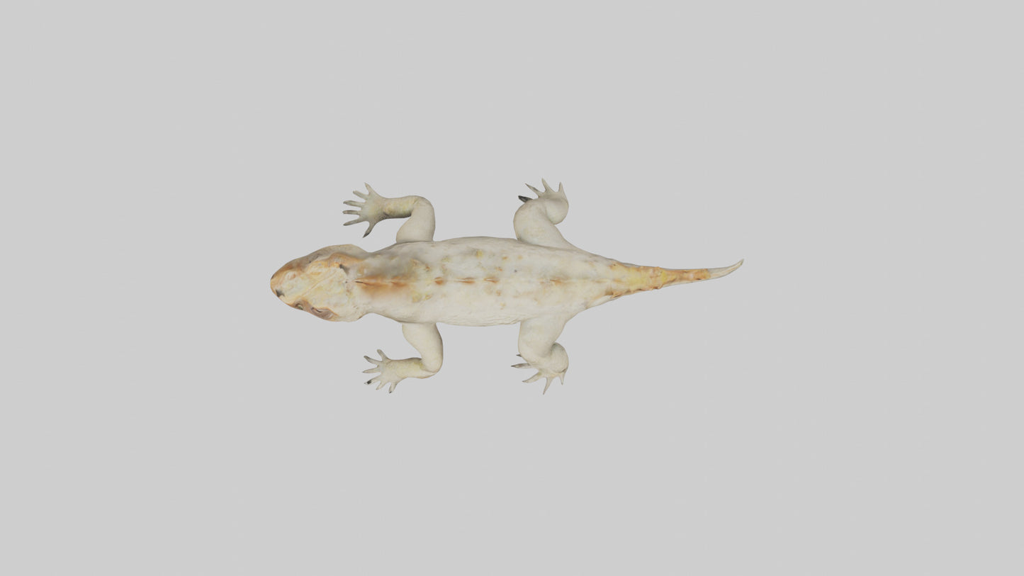 Horned Lizard resting model VR / AR / low-poly