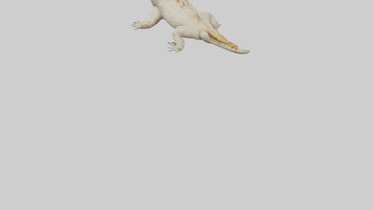 Horned Lizard resting model VR / AR / low-poly