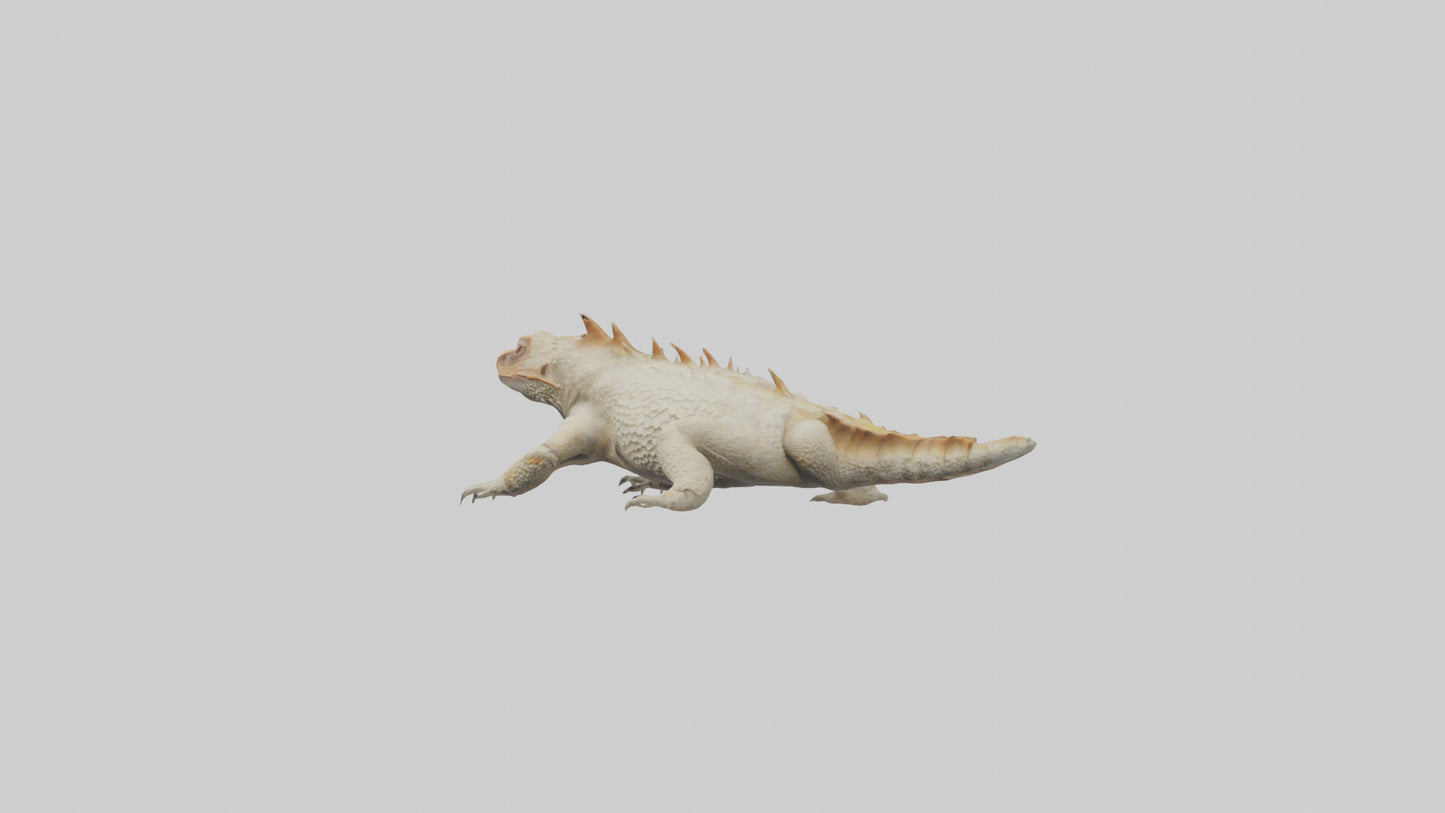 Horned Lizard resting model VR / AR / low-poly