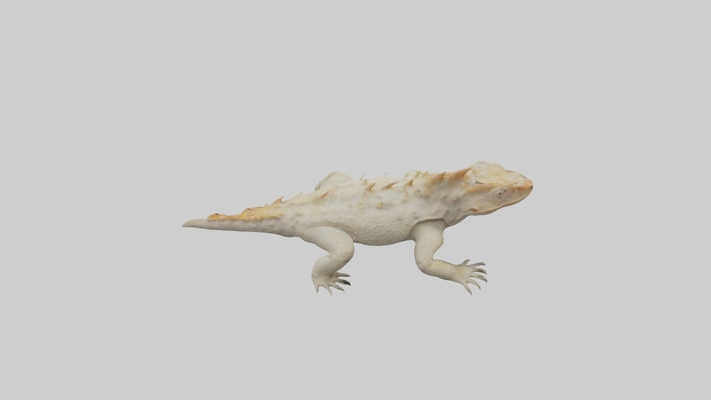 Horned Lizard resting model VR / AR / low-poly