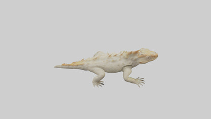 Horned Lizard resting model VR / AR / low-poly