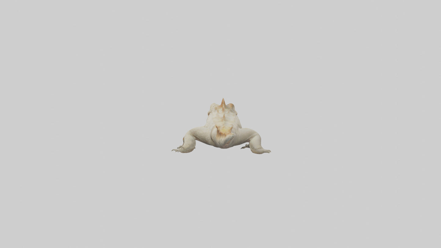 Horned Lizard resting model VR / AR / low-poly