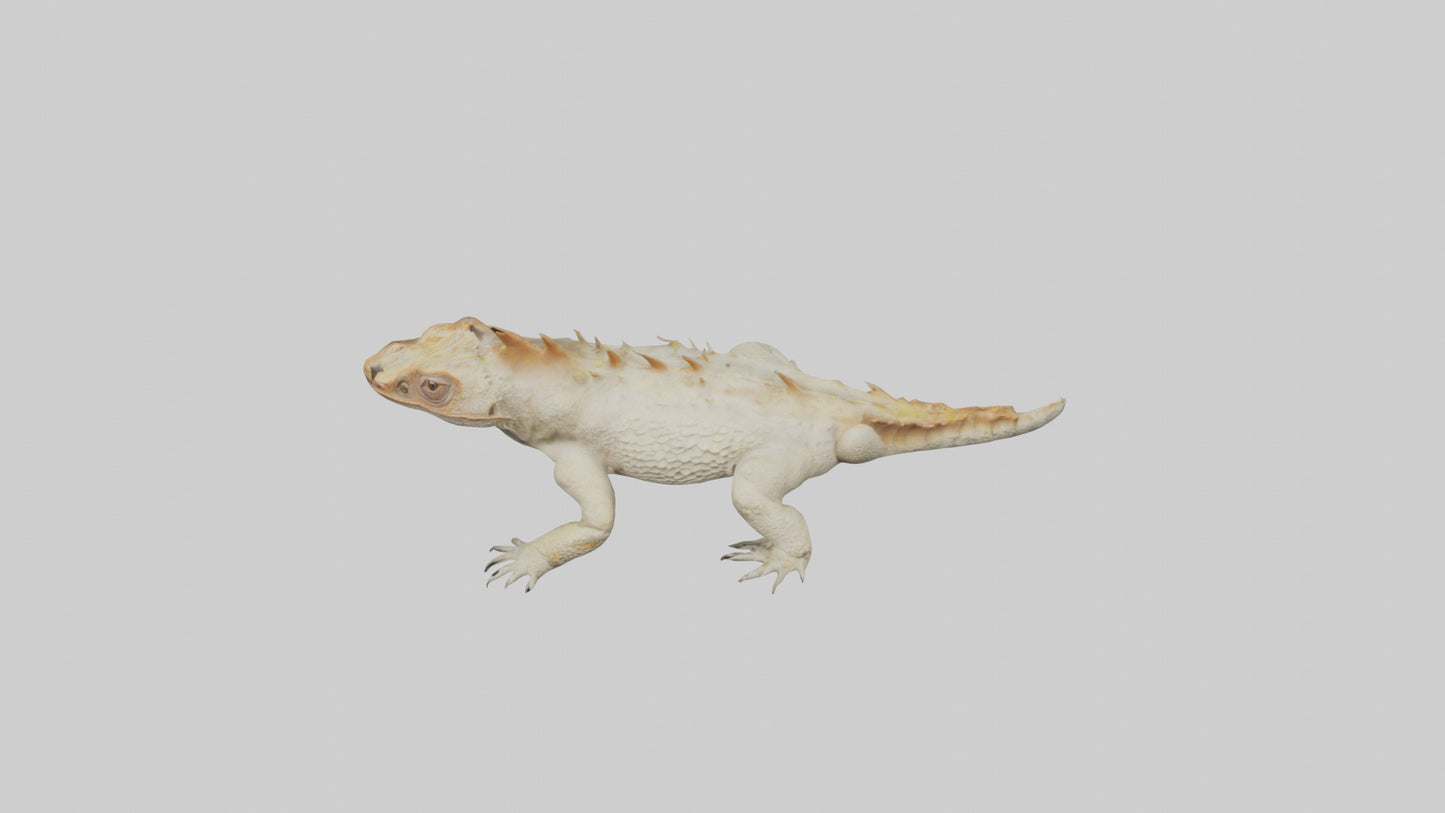 Horned Lizard resting model VR / AR / low-poly