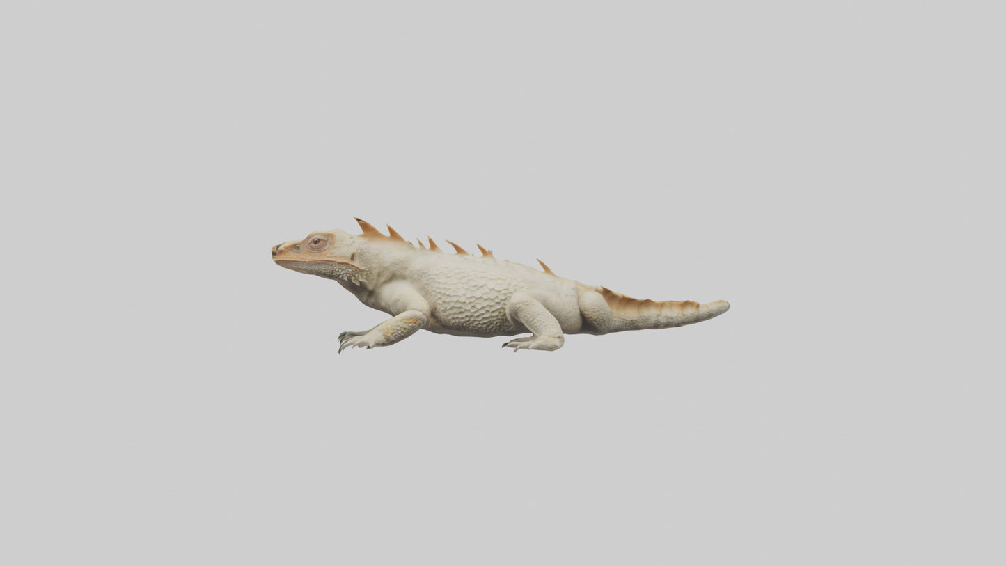 Horned Lizard resting model VR / AR / low-poly
