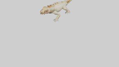 Horned Lizard resting model VR / AR / low-poly