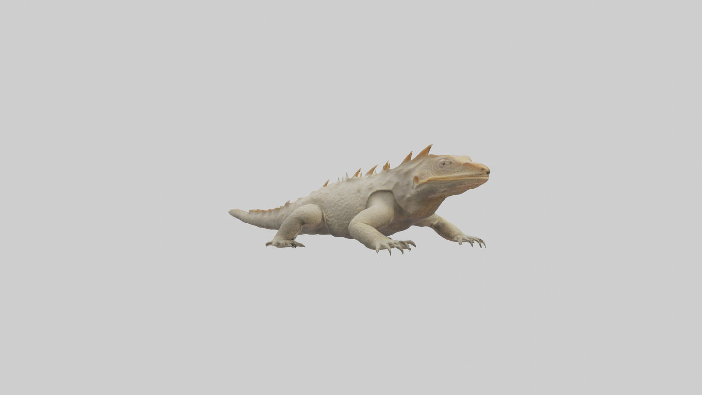 Horned Lizard resting model VR / AR / low-poly
