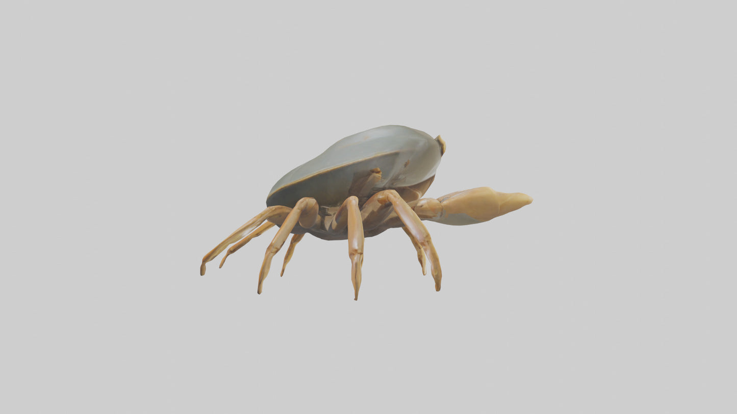 Horseshoe Crab scuttling model VR / AR / low-poly
