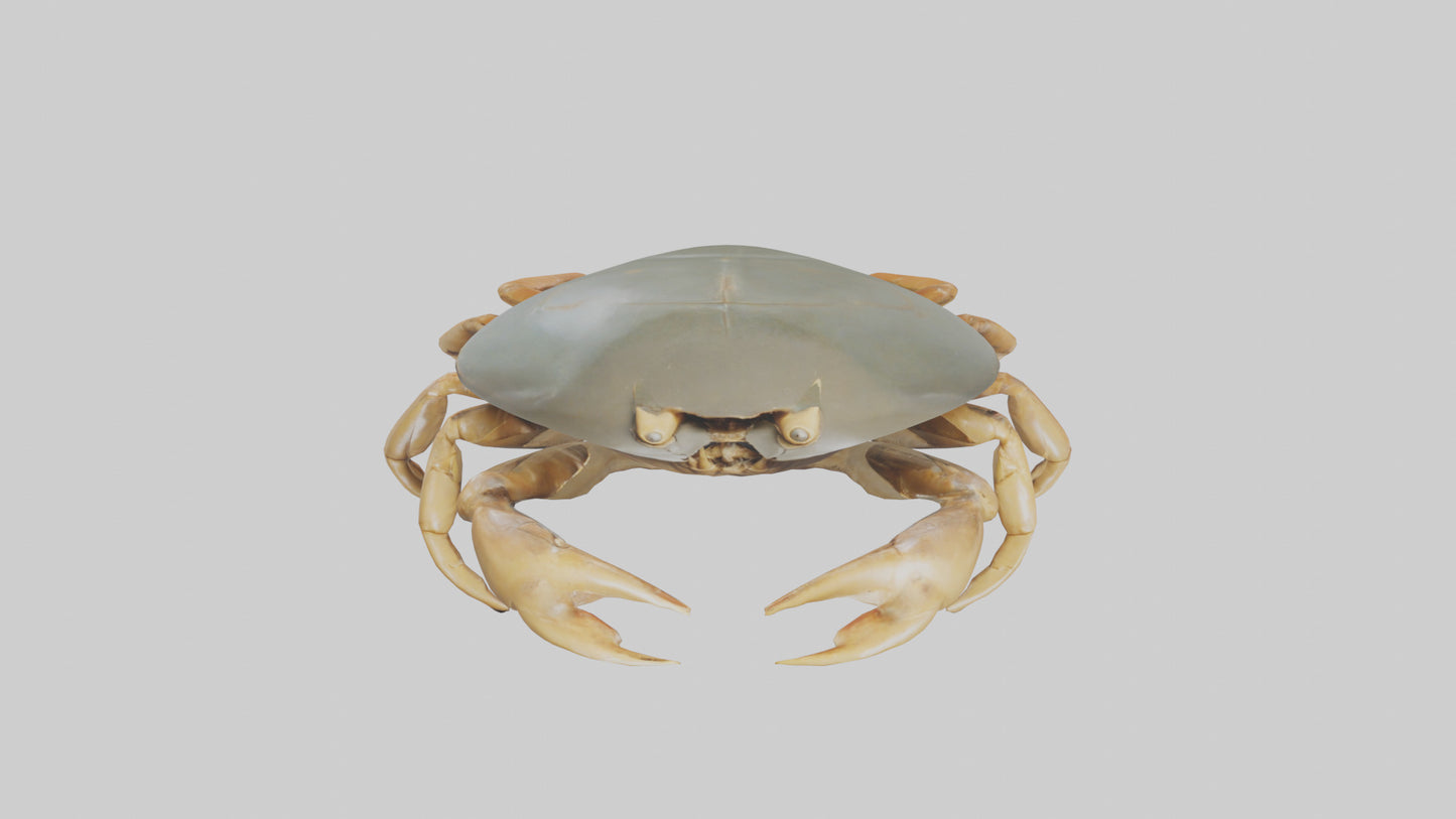 Horseshoe Crab scuttling model VR / AR / low-poly