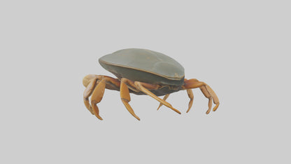Horseshoe Crab scuttling model VR / AR / low-poly