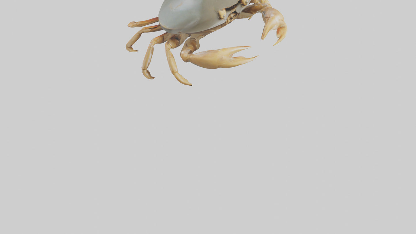 Horseshoe Crab scuttling model VR / AR / low-poly