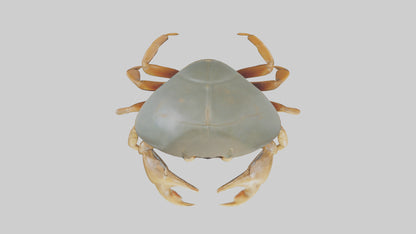 Horseshoe Crab scuttling model VR / AR / low-poly
