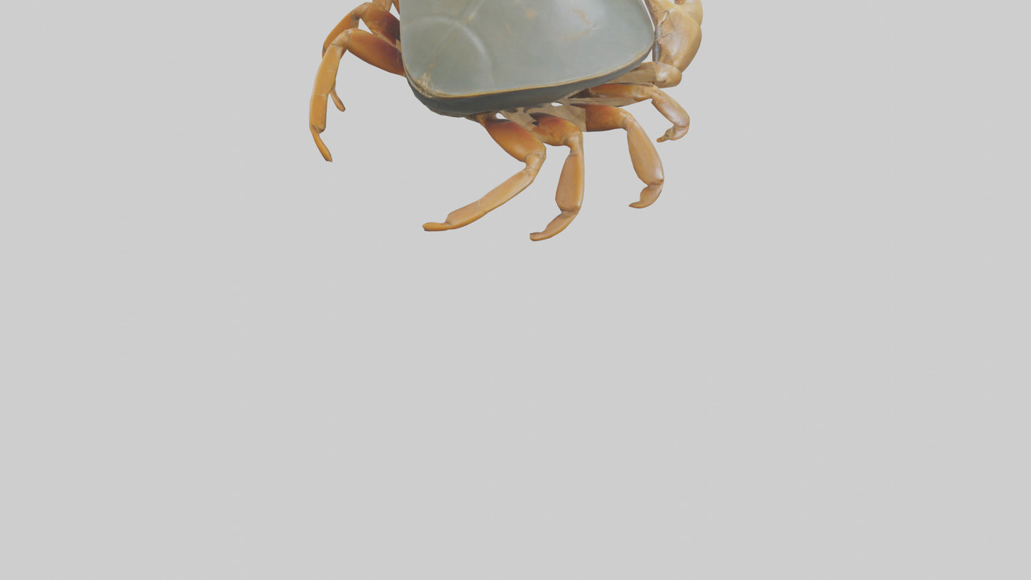 Horseshoe Crab scuttling model VR / AR / low-poly