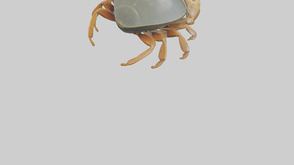 Horseshoe Crab scuttling model VR / AR / low-poly