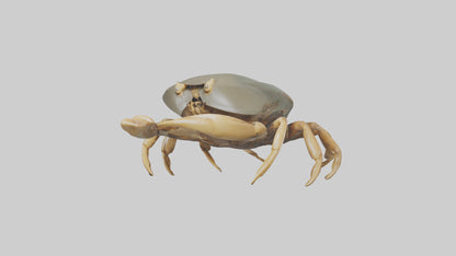 Horseshoe Crab scuttling model VR / AR / low-poly