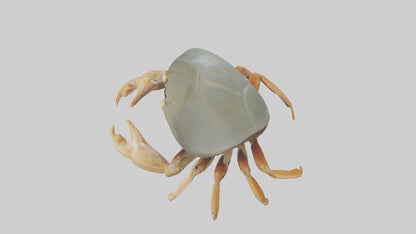 Horseshoe Crab scuttling model VR / AR / low-poly