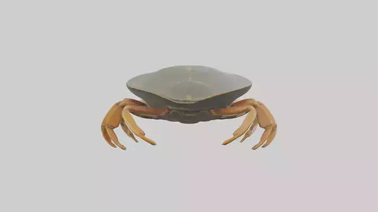 Horseshoe Crab scuttling model VR / AR / low-poly