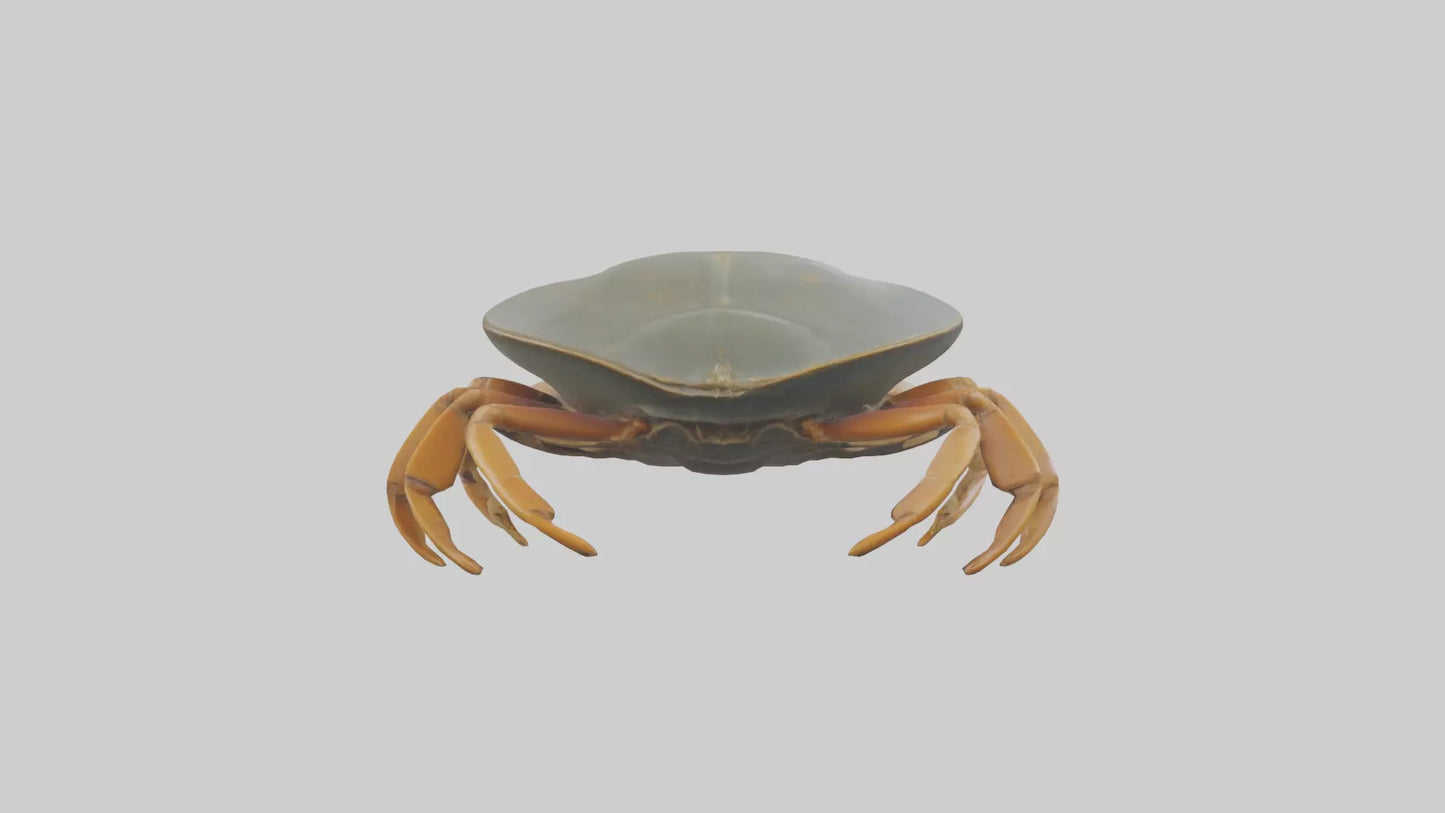 Horseshoe Crab scuttling model VR / AR / low-poly