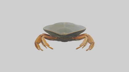 Horseshoe Crab scuttling model VR / AR / low-poly