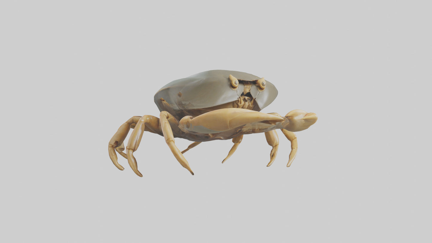 Horseshoe Crab scuttling model VR / AR / low-poly