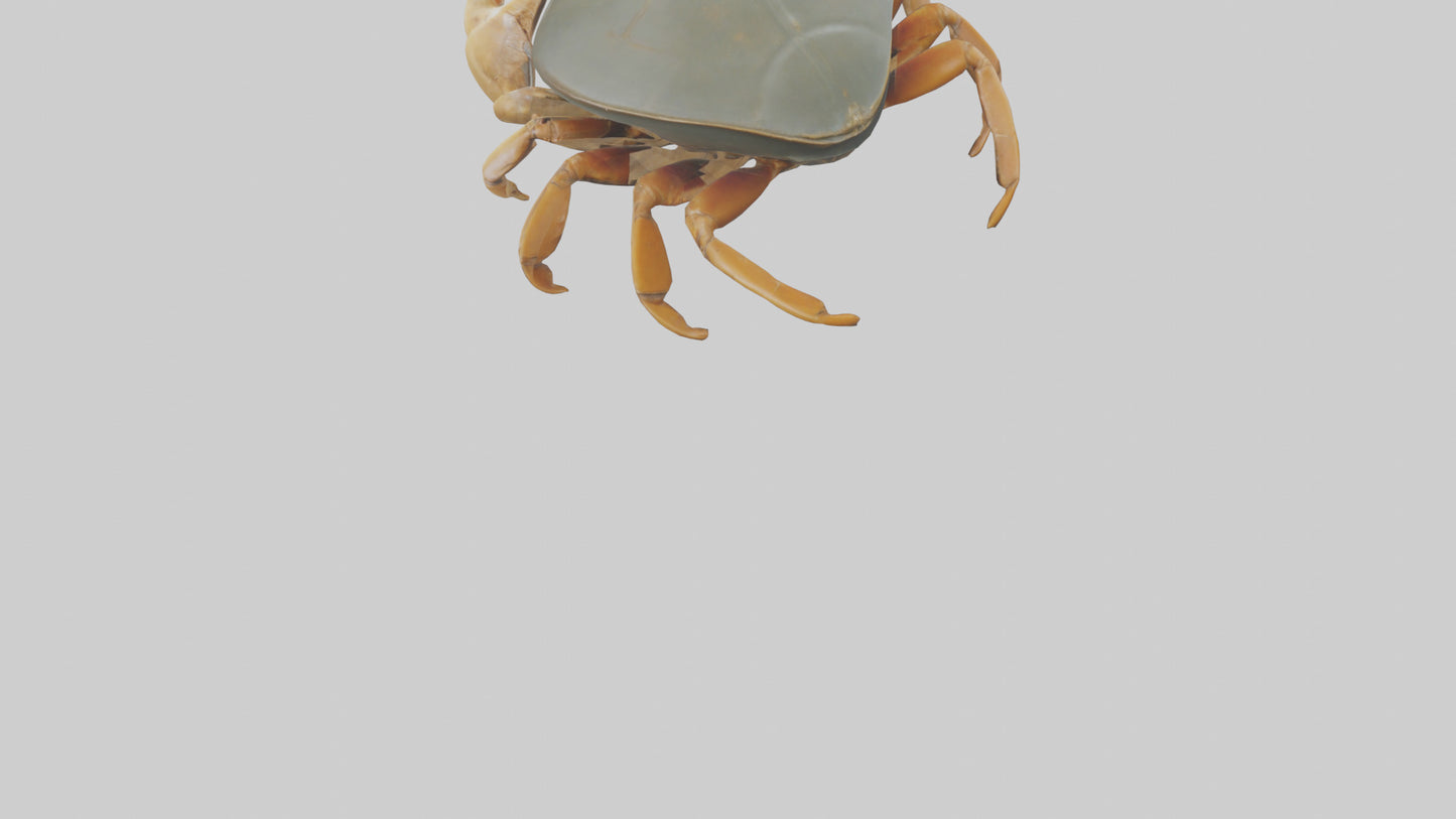 Horseshoe Crab scuttling model VR / AR / low-poly