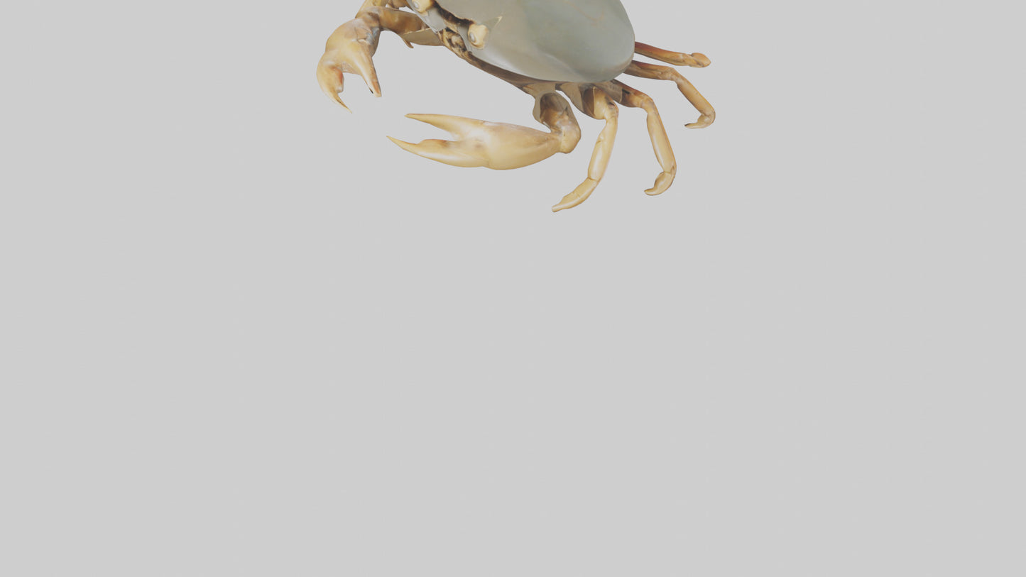Horseshoe Crab scuttling model VR / AR / low-poly