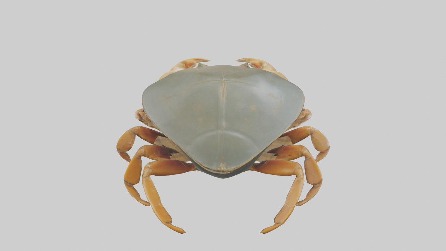 Horseshoe Crab scuttling model VR / AR / low-poly