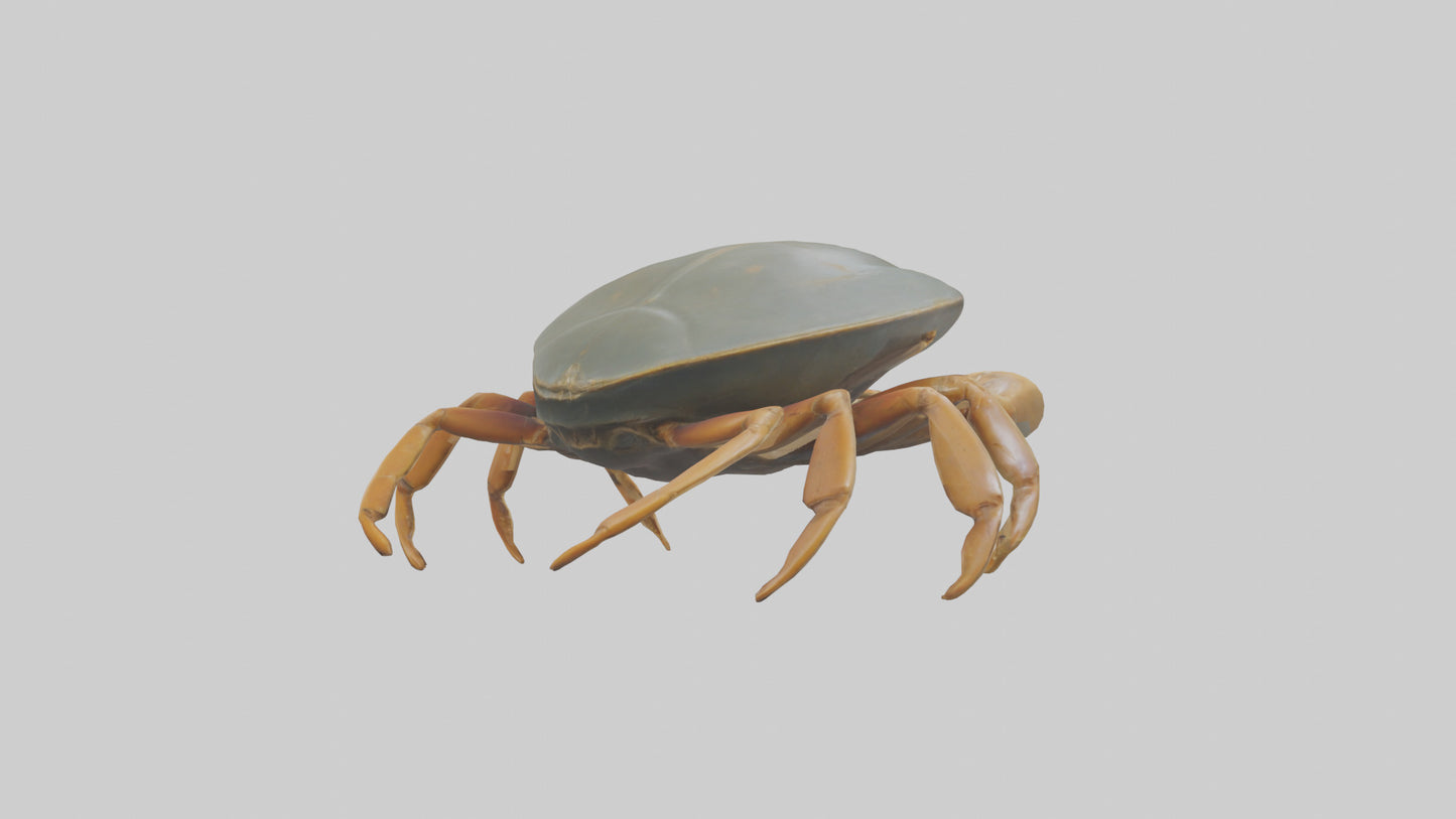Horseshoe Crab scuttling model VR / AR / low-poly