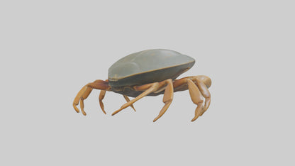 Horseshoe Crab scuttling model VR / AR / low-poly