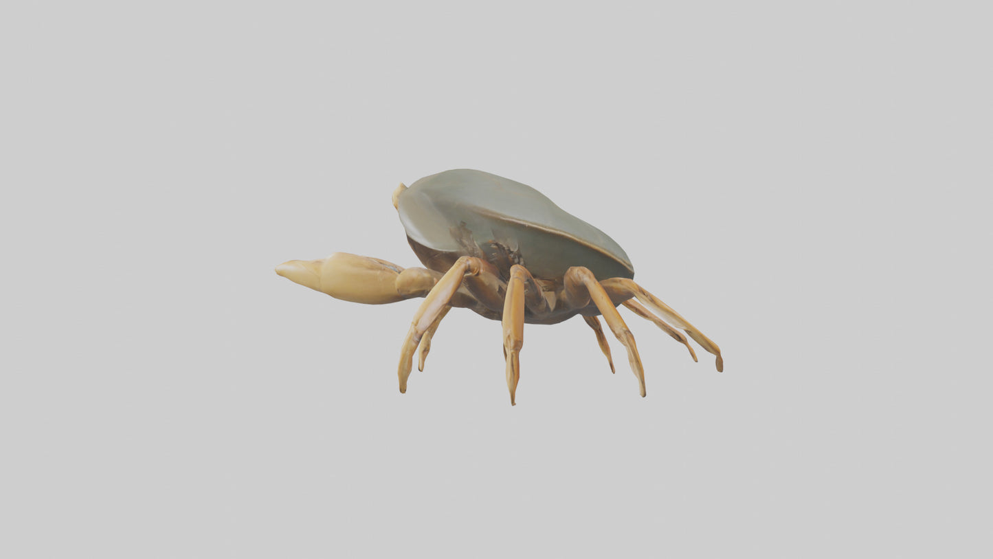 Horseshoe Crab scuttling model VR / AR / low-poly